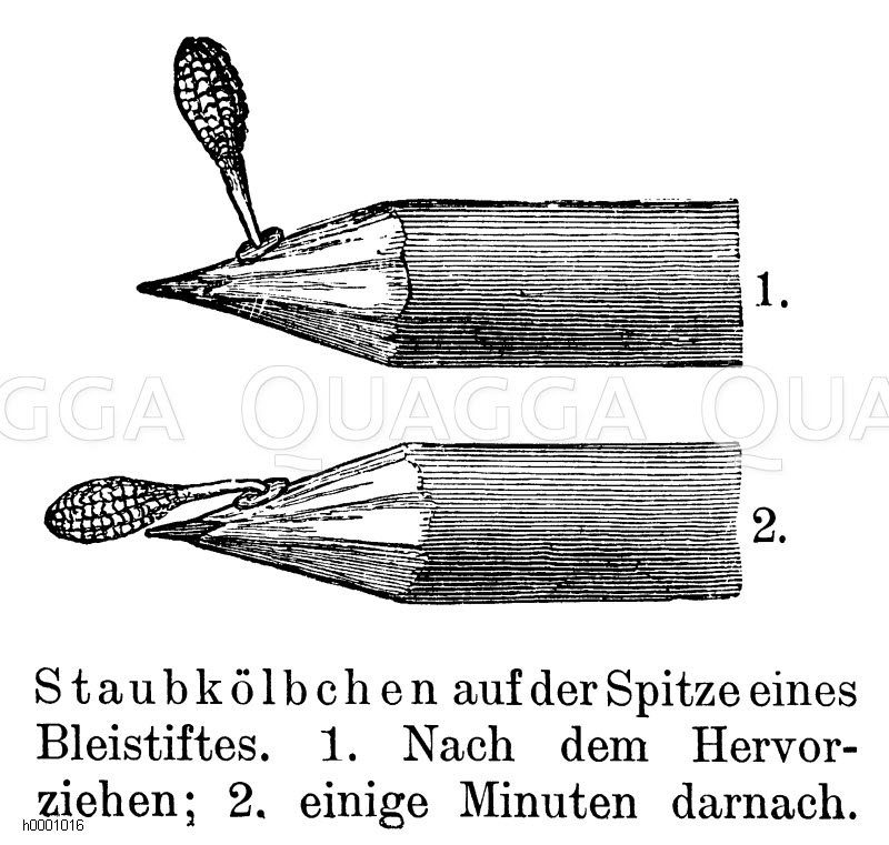 Breitblättriges Knabenkraut