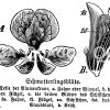 Schmetterlingsblüte Zeichnung/Illustration