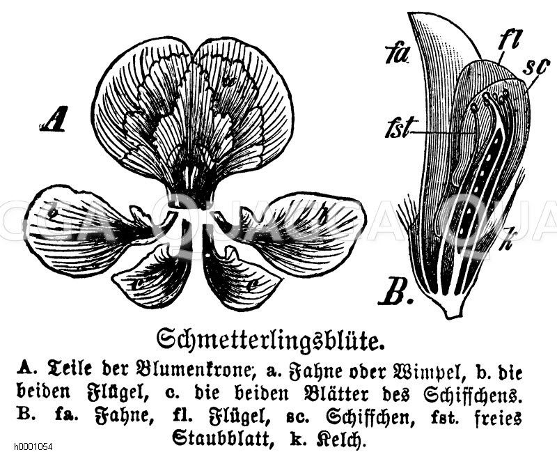 Schmetterlingsblüte Zeichnung/Illustration