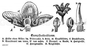 Sumpfdotterblume: Blüte Zeichnung/Illustration