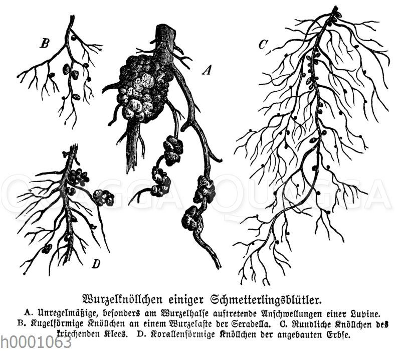 Wurzelknöllchen einiger Schmetterlingsblütler [Digital]