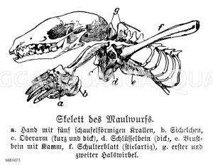 Maulwurf: Skelett Zeichnung/Illustration