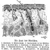 Mensch: Haut: Querschnitt Zeichnung/Illustration