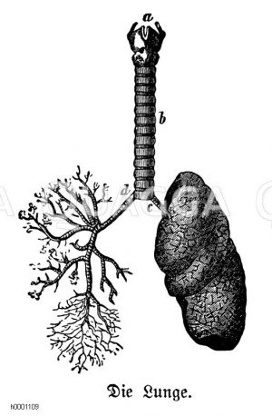 Mensch: Lunge Zeichnung/Illustration