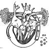 Mensch: Herz Zeichnung/Illustration