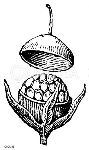 Ackergauchheil: Geöffnete Frucht Zeichnung/Illustration