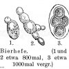 Bierhefe Zeichnung/Illustration