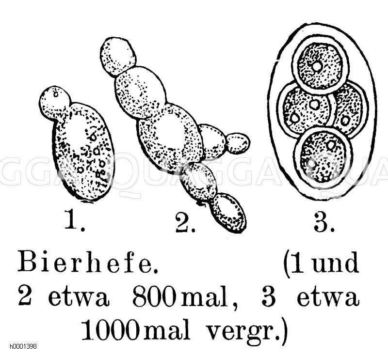 Bierhefe Zeichnung/Illustration