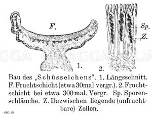 Schüsselflechte Zeichnung/Illustration