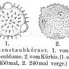 Blütenstaubkörner