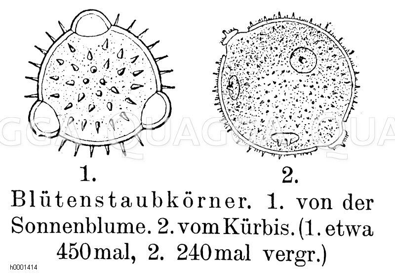 Blütenstaubkörner