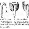 Staubblätter