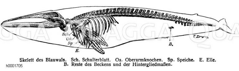Скелет кита рисунок