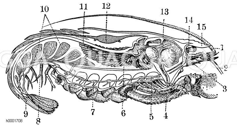 Längschnitt durch einen Flusskrebs Zeichnung/Illustration