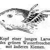 Kopf einer jungen Larve des grünen Wasserfrosches Zeichnung/Illustration