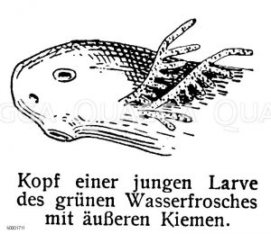 Kopf einer jungen Larve des grünen Wasserfrosches Zeichnung/Illustration