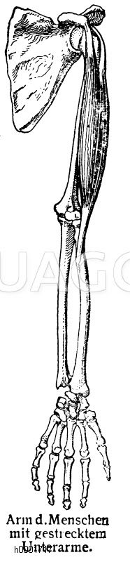 Arm Bildschlagwort Quagga Illustrations Bilddatenbank