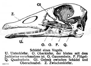 Vogelschädel Zeichnung/Illustration