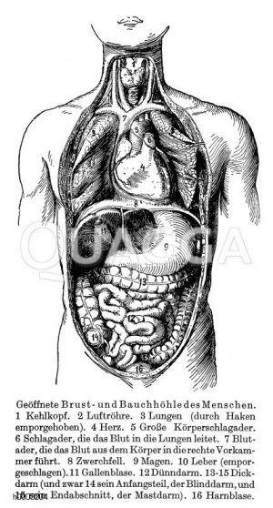 Brust- und Bauchhöhle des Menschen Zeichnung/Illustration