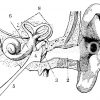 Bau des menschlichen Ohres Zeichnung/Illustration