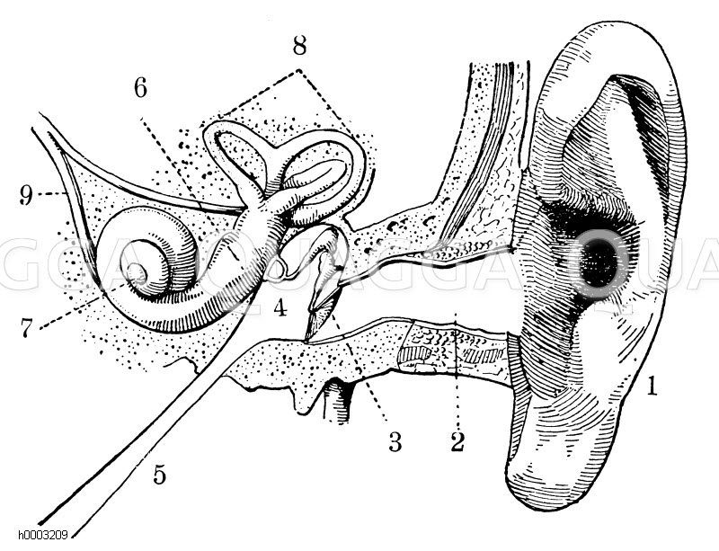 Bau des menschlichen Ohres Zeichnung/Illustration