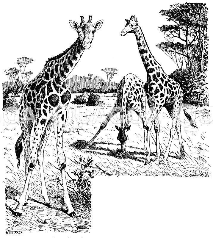 Giraffe - Quagga Illustrations