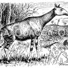 Okapi Zeichnung/Illustration