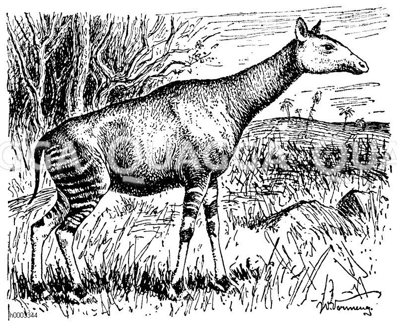 Okapi Zeichnung/Illustration