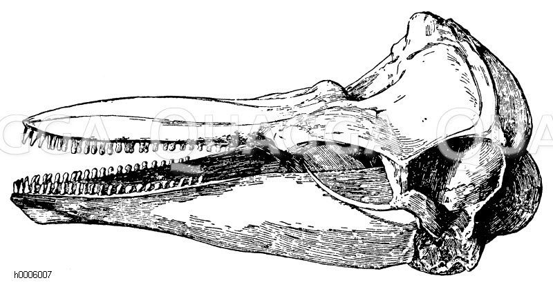 Braunfisch: Schädel Zeichnung/Illustration