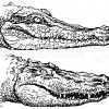 Gavial (oben) und Alligator (Mississippi-Kaiman