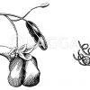 Gelbe Balsamine Zeichnung/Illustration