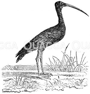 Heiliger Ibis Zeichnung/Illustration