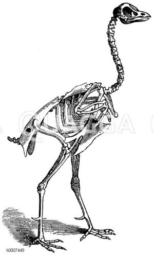 Haushahn: Skelett Zeichnung/Illustration