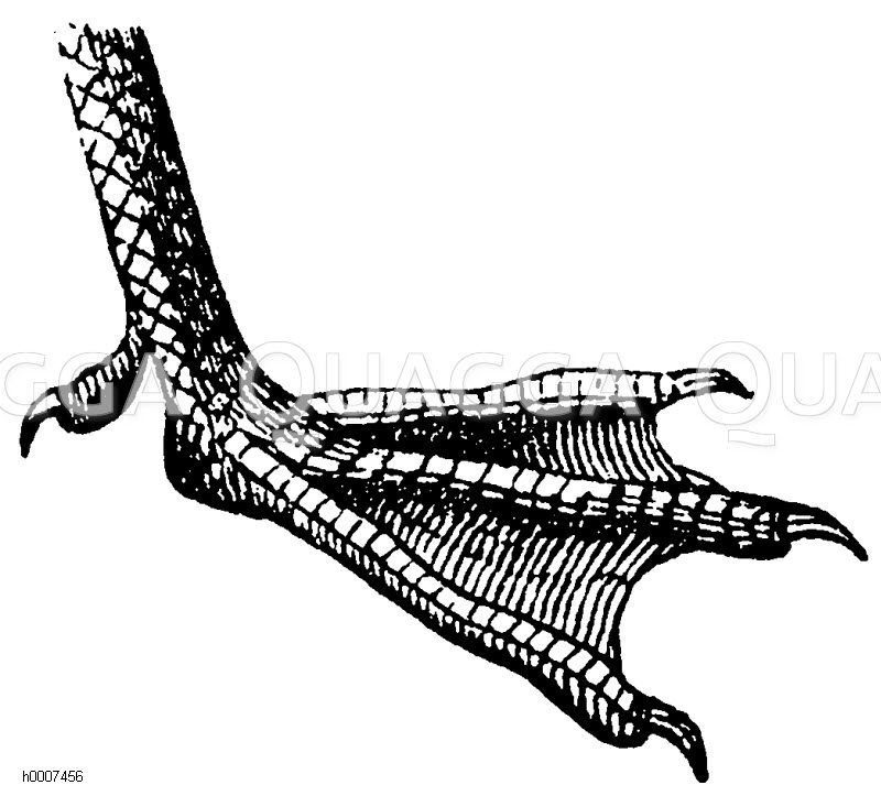 Gans: Fuß Zeichnung/Illustration