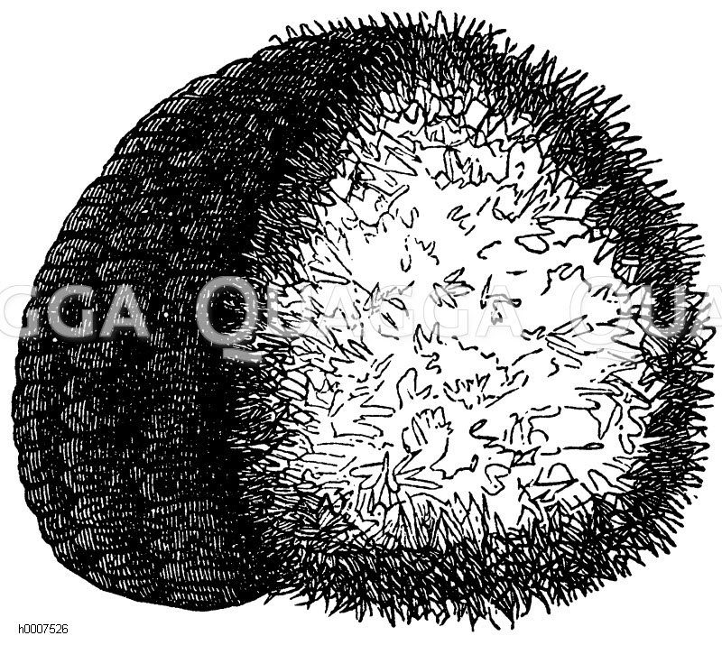 Seeigel Zeichnung/Illustration