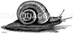 Weinbergschnecke Zeichnung/Illustration