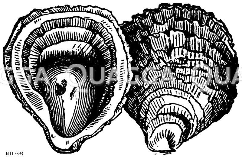 Auster Zeichnung/Illustration