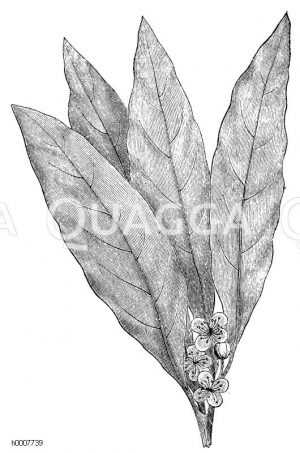 Lorbeerbaum: Blätter mit Blüten Zeichnung/Illustration