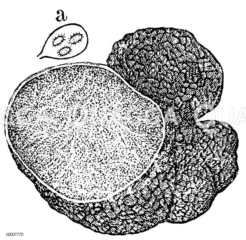 Speisetrüffel Zeichnung/Illustration