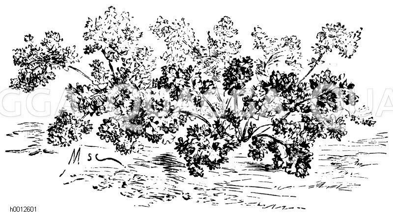 Gartenkresse Zeichnung/Illustration