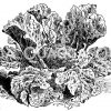 Blauer (geschlossener) Broccoli Zeichnung/Illustration