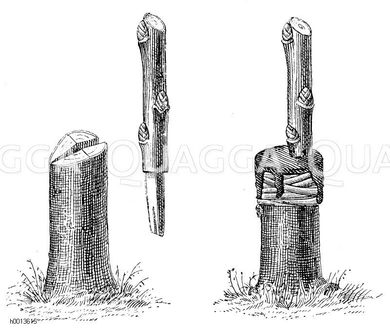 links: Wildling und Edelreis beim Pfropfen in den Spalt (Beim Einsetzen eines Reises wird der Wildling schräg geschnitten)