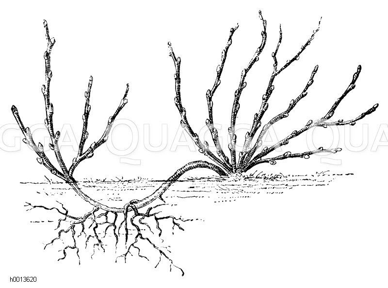 Vermehrung strauchartiger Obstgehölze durch Ableger Zeichnung/Illustration