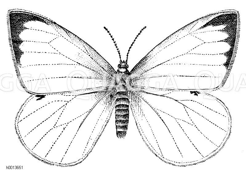 Kohlweißling Zeichnung/Illustration