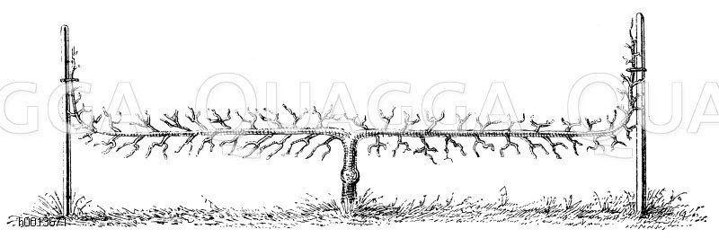 Spalierobst: Zweiarmiger wagerechter Kordonbaum Zeichnung/Illustration