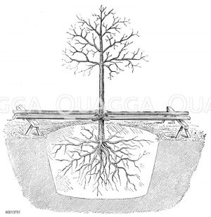 Pflanzung eines stärkeren Baumes Zeichnung/Illustration