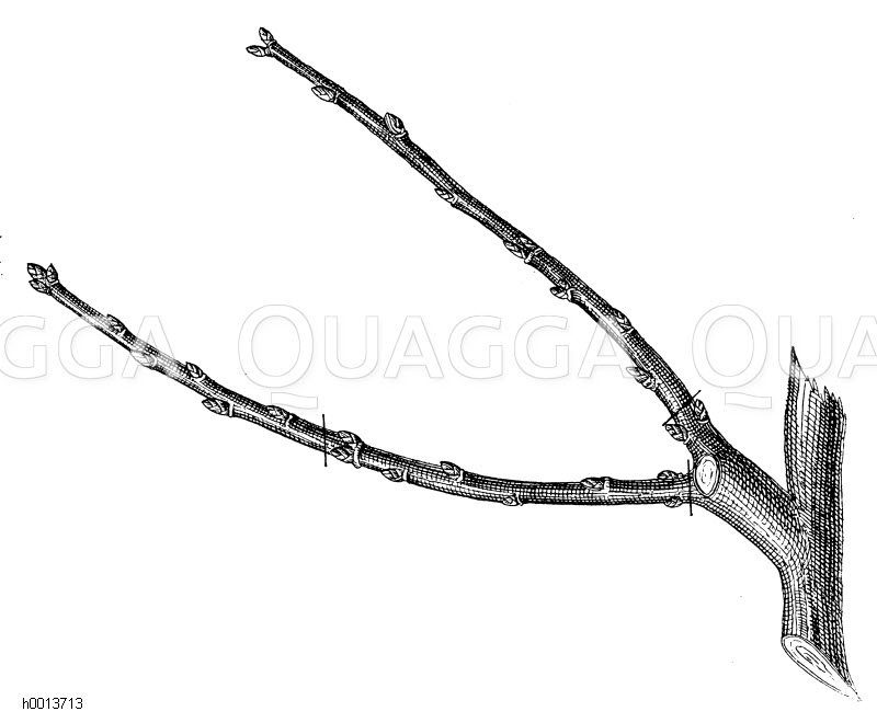 Schnitt des Fruchtholzes ab dem zweiten Jahr Zeichnung/Illustration