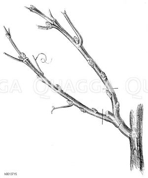 Schnitt der Fruchtreben am Weinstocke im Herbst des zweiten Jahres nach Aberntung der von beiden gelieferten Trauben Zeichnung/Illustration