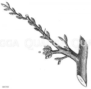Schnitt des Fruchtholzes vom zweiten Jahre ab Zeichnung/Illustration