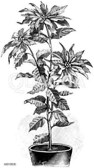 Schönste Poinsettie Zeichnung/Illustration